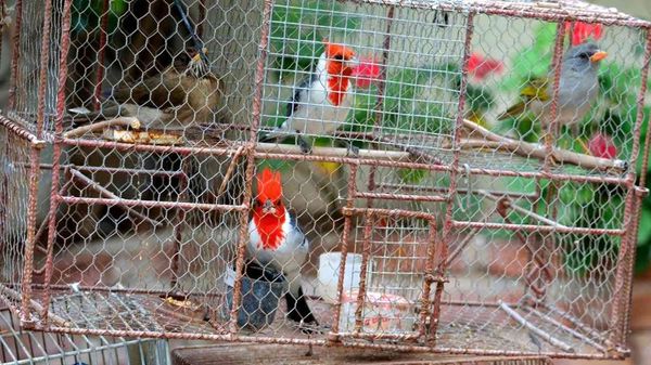 Moreno: advierten un peligroso aumento de la venta ilegal de animales