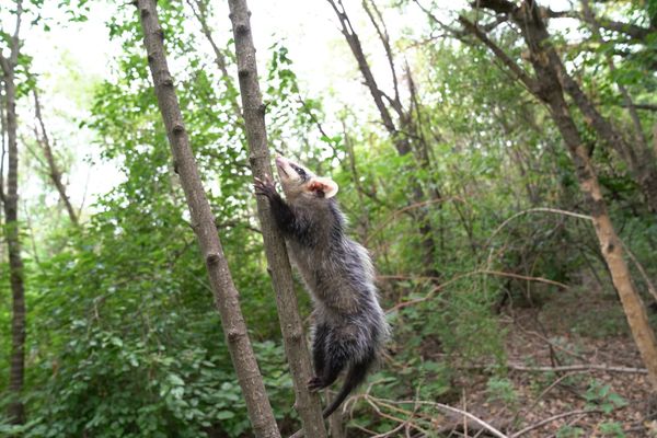 una de las comadrejas que fueron liberadas en la Reserva Natural Urbana Rio Reconquista