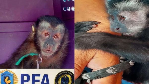 Maltrato animal en Merlo: rescataron a un mono que vivía encadenado a una garrafa