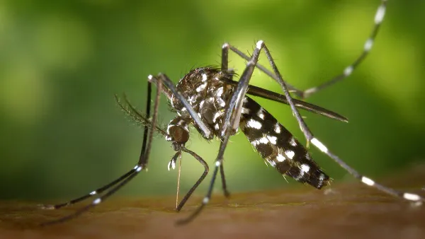Aumento de casos de dengue en el país: ¿Cuál es la situación en Zona Oeste?