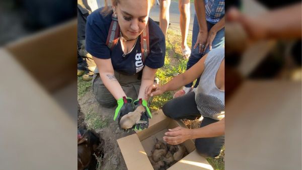 Hurlingham: Bomberos Voluntarios rescataron a nueve cachorros abandonados en un desagüe pluvial