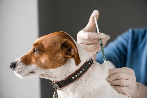 Ituzaingó: atención veterinaria gratuita en distinos barrios del municipio