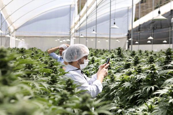 El gobierno reglamentó la ley que promueve la producción industrial del cannabis