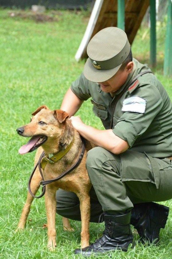 Ángel, la historia del perro de Martín Coronado que esperó a su dueño fallecido en la estación de tren durante 6 años