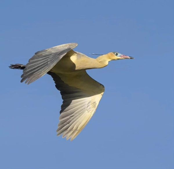 Ecoturismo en el oeste: Este sábado en la Reserva de El Palomar se realizará un avistaje de aves de estación